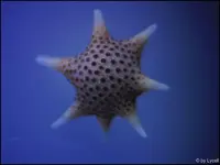 c014.jpg