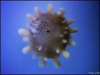 c016.webp