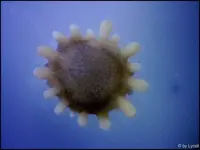 c017.webp