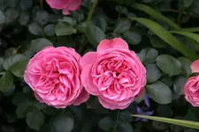Rose Leonardo da Vinci0509.jpg