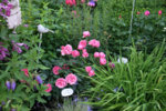Rose Leonardo da Vinci0609.jpg