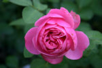 Rose Leonardo da Vinci0709b.jpg