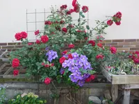 Rose _Musimara_+ Clematis_General Sikorski_10.06.2018.webp