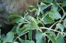 DSC07279.webp