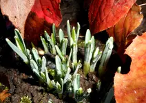 Garten 2019.webp