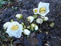 Garten 2019 3.webp