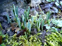 Garten 2019 4.webp