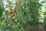 IMG_5734.JPG