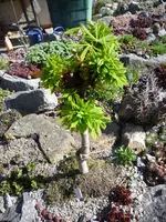 Aesculus hippocastanium „ Monstrosa „_21.04.2018.webp