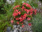 Rhododendron nakaharai_Alexander_02.06.2018.JPG