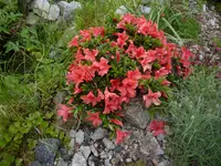 Rhododendron nakaharai_Alexander_02.06.2018.webp