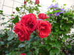 Rosenblüte_Musimara_02.06.2018.JPG