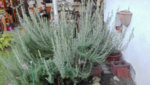 Rosmarin Blue Winter.jpg