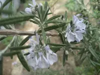 Rosmarinblüte.webp