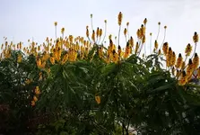 IMG_20190117_135141 gelbe Blüten.webp