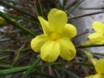 P1020419Winterjasmin.JPG