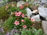Rhododendron nakaharai „ Pink Pancake“_02.06.2018.webp