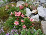 Rhododendron nakaharai „ Pink Pancake“_02.06.2018.JPG