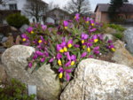 polygala chamaebuxus grandiflora_007.04.2016.JPG