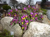 polygala chamaebuxus grandiflora_007.04.2016.webp