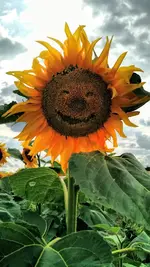 IMG_20180708_174300449.webp