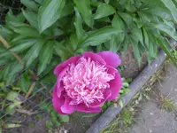 pfingstrose halbgef.webp