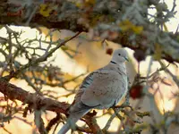 TüTau2.webp