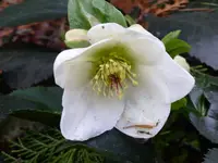aP1080614Ice N'Roses White.webp