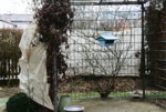 Winterschutz0319.JPG