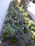 P1110573Beet an der Hauptstraße.JPG