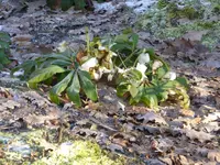 P1110580Christrose.webp