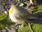 P1110581Rotkehlchen.JPG
