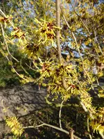 P1110586gelbe Zaubernuss.webp