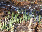 P1110600Schneeglöckchen.JPG