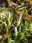 P1110618violette Vorfrühlingskrokusse.JPG