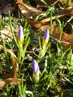P1110618violette Vorfrühlingskrokusse.webp