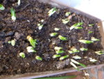 P1110627treibende Krokusse.JPG