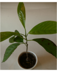 Avocadopflanze braune Flecken 1.png