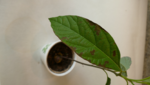 Avocadopflanze braune Flecken 2.png