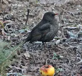 Vögel 2019 5.webp