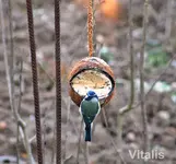 Vögel 2019 6a.webp