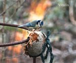 Vögel 2019 7a.jpg