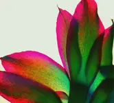 Schlumbi AvaSchlumbi exp.webp