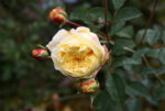 Rose The Pilgrim0515.JPG