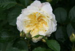 Rose The Pilgrim0516.JPG