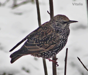Vögel 4.webp
