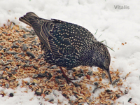 Vögel 5.webp