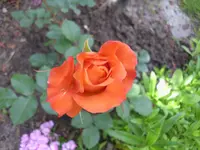 knospe Westerland 23.6.webp