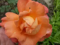 Westerland aufgebl. 25.6..webp
