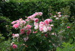 Rose Hyde Hall0618.JPG